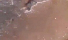 最新老鼠爆料新闻视频播放,揭秘娱乐圈惊人内幕