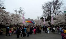 中山公园直播爆料最新,网红打卡地背后的故事与魅力”